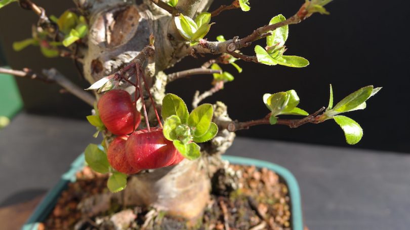 Bonsai Malus - Pommier