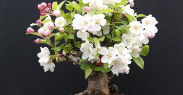 Bonsai Malus pommier avec fleurs