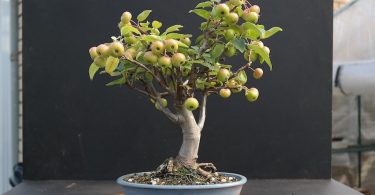 Bonsai Malus pommes