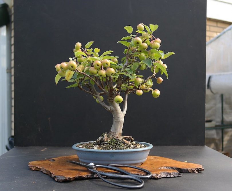 Bonsai Malus pommes