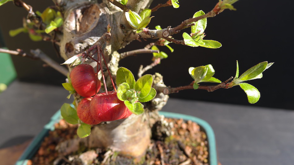 Bonsai Malus (Pommier) Fiche d'entretien Maitre Bonsai
