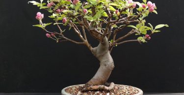 Bonsai pommier