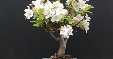 Bonsai pommier Malus