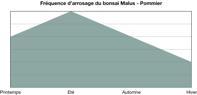 Fréquence d'arrosage du bonsai Malus - Pommier