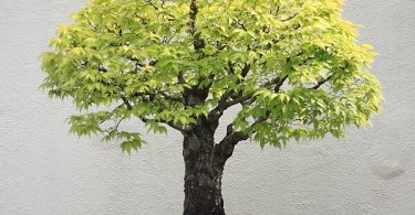 Bonsai Zelkova Orme du Japon