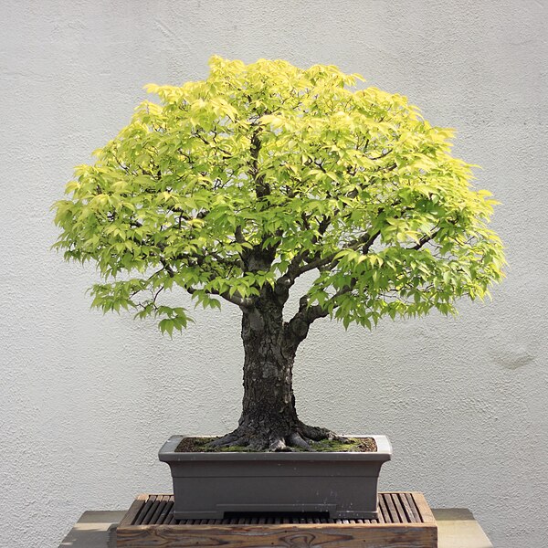 Bonsai Zelkova Orme du Japon